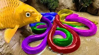 Thumbnail: Great Catch Beautiful Aquarium Fish In Giant Colorful Eggs, Snakeskin Guppies, Discus, Baby Turtles
