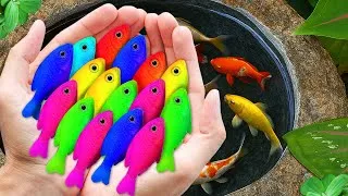 Thumbnail: Catch Colorful Tropical Fish in Giant Colorful Eggs, Discus, Baby Turtle, Carp, Ranchu Fish, Guppies
