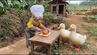 Thumbnail: Smart monkey Annie helps dad harvest vegetables and feed the ducks
