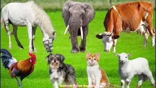 Thumbnail: Cute Animal Sounds: Piglet, Cow, Cat, Horse, Chicken, Duck, Peacock, Rabbit, Hen - Animal Sounds