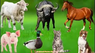 Thumbnail: Wonderful Animal Sounds: Goat, Elephant, Cow, Cat, Chicken, Horse, Sheep – Animal Video
