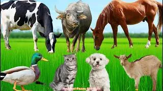 Thumbnail: Funny Farm Animals: Horse, Sheep, Pig, Goat, Rabbit, Cat, Dog, Cow – Animal Sounds