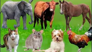 Thumbnail: Farm Animal Videos: Dog, Cat, Sheep, Elephant, Goat, Chicken, Pig  – Animal Videos