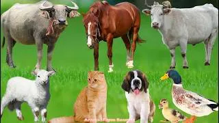 Thumbnail: Relaxing Animal Sounds: Cow, Cat, Horse, Piglet, Duck, Peacock, Rabbit –  Animals Sounds