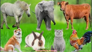 Thumbnail: Farm Animal Sounds: Elephant, Pig, Cow, Duck, Sheep, Rabbit, Horse, Chicken – Animal  Videos