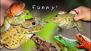Thumbnail: Catch Frog Jumping and Flying | Funny Frog Bonk Bonk with Toad, Bullfrog, Orange Frog, Green Frog