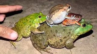 Thumbnail: Funny!!! Viral Funny, Green Frog, Tree Frog, Toad, Bullfrog, Catch Frog For Laugh HAHAHA