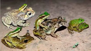 Thumbnail: Catch Frogs Double Funny | Catch frogs behind jump for funny | Funny frogs Boing Boing