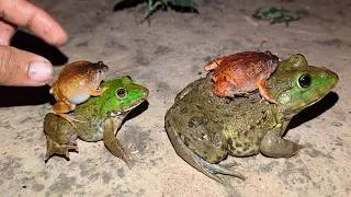 Thumbnail: Funny Frogs Lined Up | Catch Frog Jumping Funny | Funny Frog Boing Boing Sounds