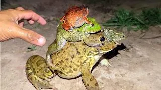 Thumbnail: Catching Big and Small Frogs in a Funny Way | Catch Frog Jumping For Fun | Funny Frog Bonk Bonk
