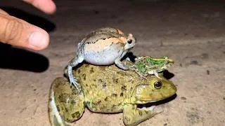 Thumbnail: Funny Frogs Wep Wep Boing Boing | Catch Frog Funny Try Not To Laugh | Froggy Fun Laugh