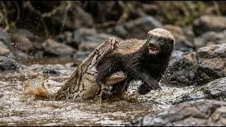 Thumbnail: Honey Badger vs. African Rock Python: Fighting to Protect Its Cub