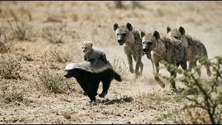 Thumbnail: Why This Fearless Honey Badger Defended a Cheetah Cub Against Hyenas