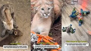 Thumbnail: Rescue the poor animals and take care of them.#lovestory #animals #rescue