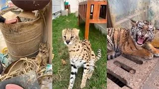 Thumbnail: A compilation of adorable animal rescues. #animals #lovestory #rescue