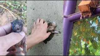 Thumbnail: rescuing adorable creatures #animals #wildliferescue #wildlife #lovestory #rescue