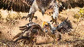 Thumbnail: Why This Mongoose Listens to a Bird's Scream