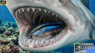 Thumbnail: Why Sharks NEVER Eat This Tiny Fish | The Cleaner Wrasse Secret