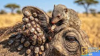 Thumbnail: The Lethal Virus Threat Facing Wild Warthogs | Wildlife Documentary