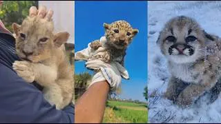Thumbnail: Rescuing large wild cats #animals #wildlife #rescue #cute #lovestory #bigcat #cute #lovestory