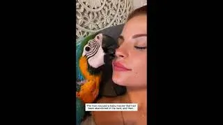Thumbnail: Stories of rescuing birds #bird #sparrow #cute #lovestory #rescue #wildliferescue #love #kindness