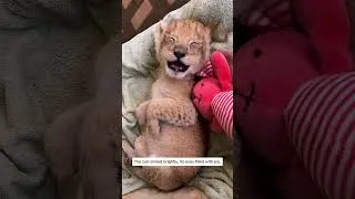 Thumbnail: “A touching footage of adopting and loving animals #lovestory #animals #pets #cute #rescue #wildlife