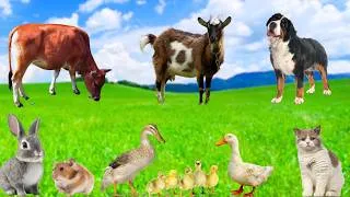 Thumbnail: Animal Friends - Cat, Dog, Rabbit, Duckling, Hamster - Animal Sounds