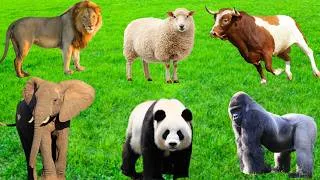 Thumbnail: Big & Small Animals - Lion, Elephant, Bull, Gorilla, Sheep - Animal World