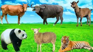 Thumbnail: Animal Colours - Panda, Tiger, Sheep, Cow, Buffalo - Nature Patterns