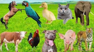 Thumbnail: Cutest Animals: Cow, Horse, Rabbit, Chicken, Cat, Puppy, Pig, Capybara, Panda, Duck – Animal Sounds