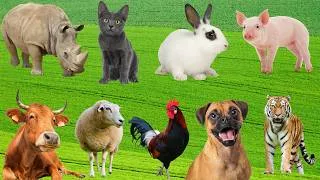 Thumbnail: Animal Farm: Sheep, Cows, Elephants, Ostriches, Cats, Dogs, Horses, Fish, Goats, Pigs –Animal Sounds