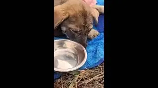 Thumbnail: MAN RESCUED AN ABANDONED DOG..#rescue#dog#facts#animals 