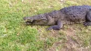 Thumbnail: WATCH THE MOMENTS ANIMALS ARE BEEN RETURNED TO THEIR ORIGINAL PLACE...#rescue#facts 