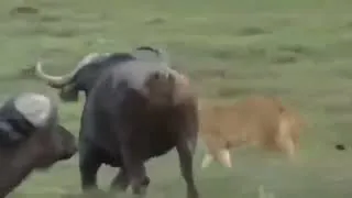 Thumbnail: LION MADE MISTAKES WHILE ATTACKING BUFFALO...#facts#rescue#wildlife#animals 