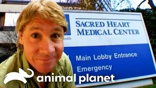 Thumbnail: The Croc Hunter Needs a Check-Up! | Crocodile Hunter | Animal Planet