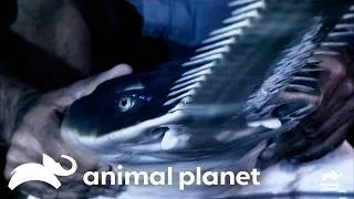Thumbnail: MOST Ferocious River Monsters of ALL TIME! | River Monsters | Animal Planet