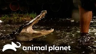 Thumbnail: Gator in the SHALLOWS! | Gator Boys | Animal Planet