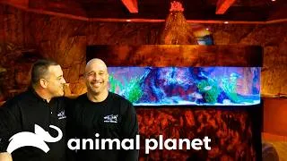 Thumbnail: Tanks that are Doing A LOT! | Tanked | Animal Planet
