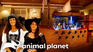 Thumbnail: A Fish Tank Inside a PIRATE SHIP?! | Tanked | Animal Planet