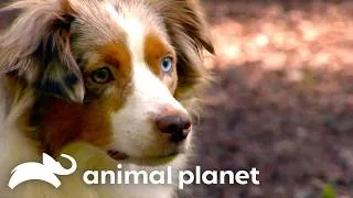 Thumbnail: Australian Shepherd🐾🐶 Too Cute | Animal Planet