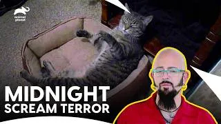 Thumbnail: Cat's Midnight Screaming Keeps Newlyweds Awake | My Cat From Hell S5 E2 | Animal Planet India