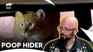 Thumbnail: Maine Coon Cat Hides Poop in Clothes Out of Fear | My Cat From Hell S5 E1 | Animal Planet India