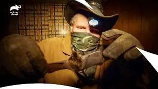 Thumbnail: Turtleman Enters a Historic Home to Catch Hidden Animals | Call Of The Wildman S1 E12| Animal Planet