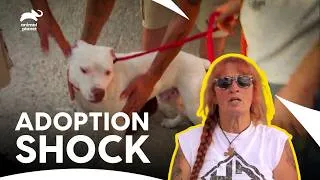 Thumbnail: Rescue Dog Adoption Faces A Tough Test | Pit Bulls & Parolees S6 E6 | Animal Planet India