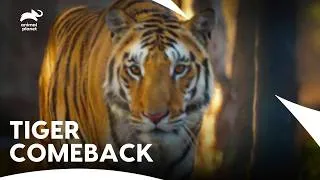 Thumbnail: How India Saved The Bengal Tiger | Embers of Hope -The Fight For Our Future E4 | Animal Planet India
