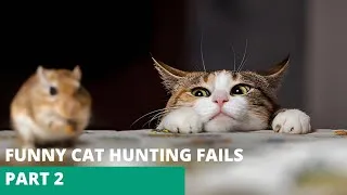 Thumbnail: Funny Cat Hunting Fails PART 2 😂 | Cats vs Rats Gone Wrong