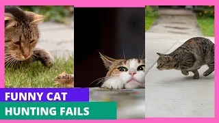 Thumbnail: Funny Cat Hunting Fails 😂 | Cats Try to Catch Rats but Miss Every Time