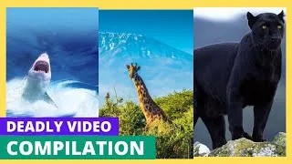 Thumbnail: Ultimate Deadly Animal Fights: Nature’s Most Brutal and Fierce Showdowns