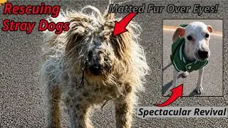 Thumbnail: Blind Dog Found In The Park? The Truth After Removing His Fur!