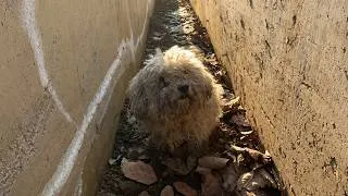 Thumbnail: Rescued a Stray Bichon Frise with a Broken Leg | Adopted, Treated, and Cared For